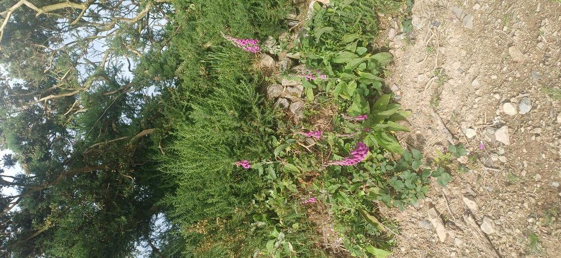 Foxgloves on the Lough Derg Way