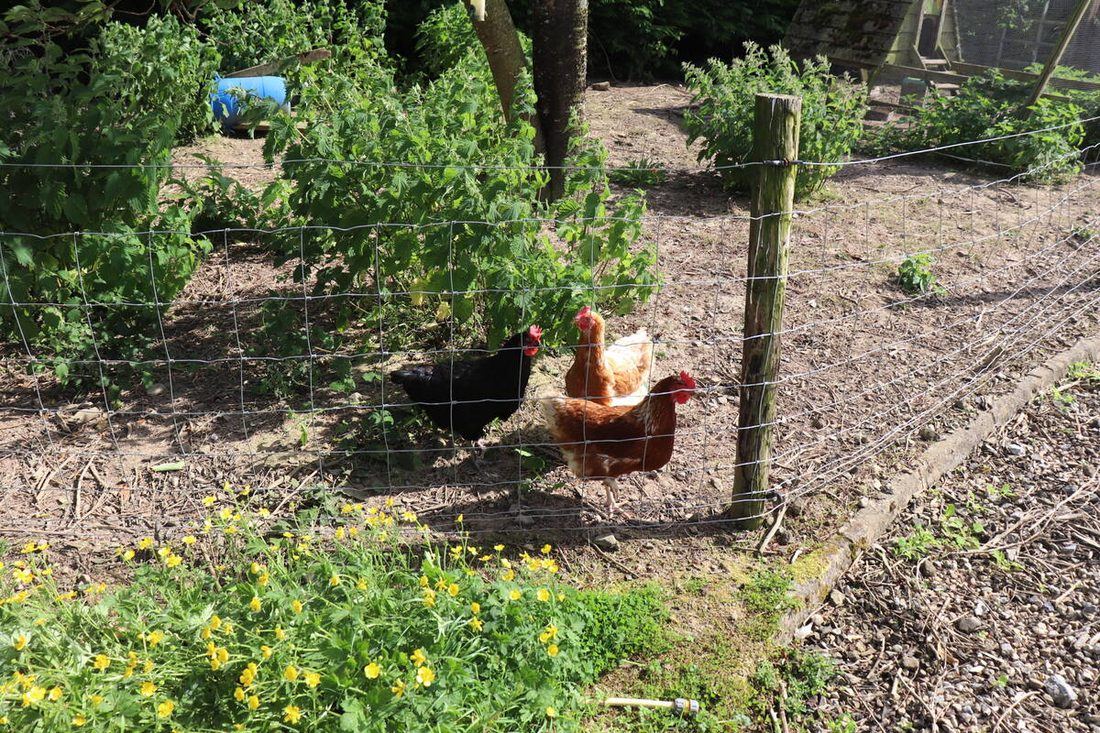 Free-range hens on the farm